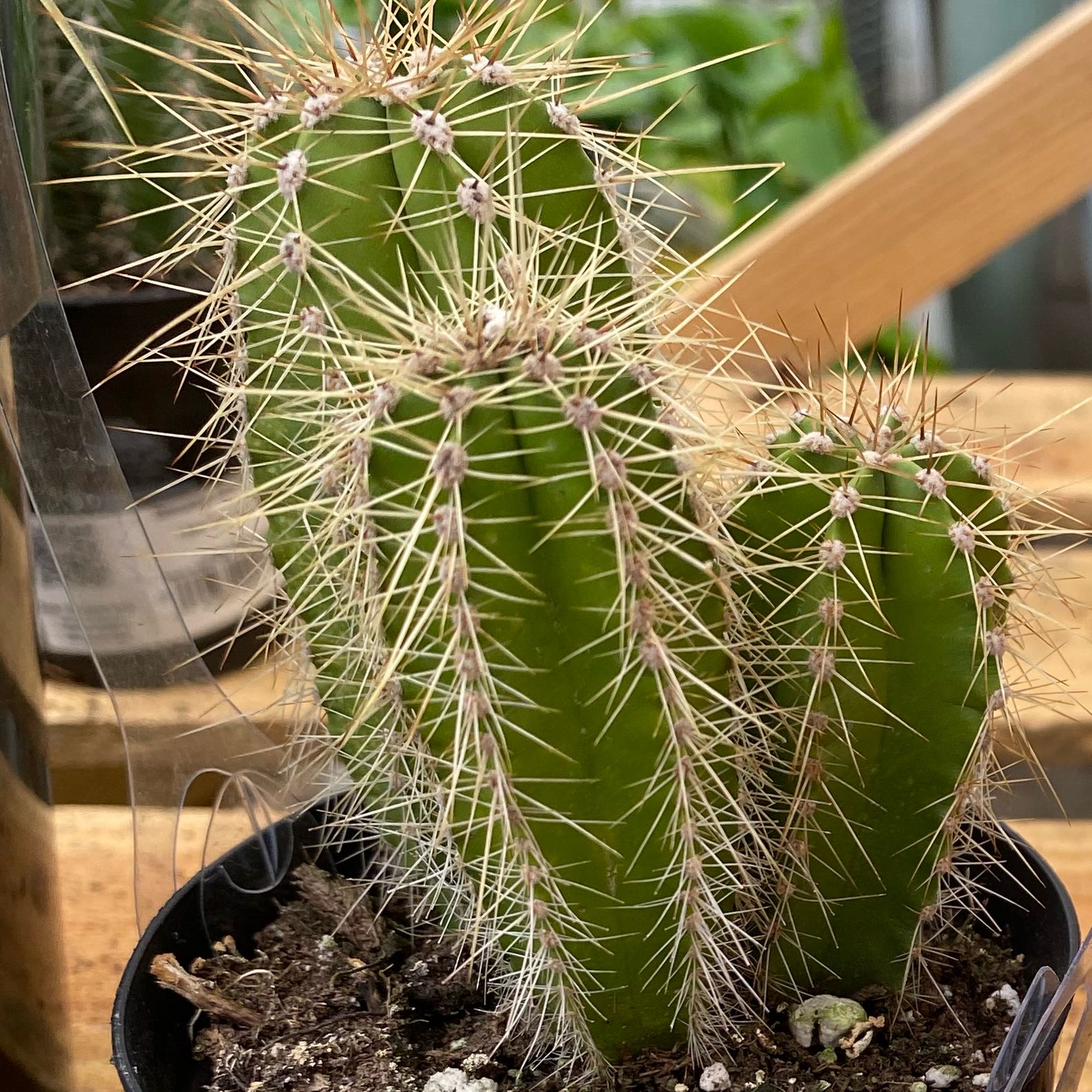 Photo of the plant species Stenocereus dumortierii by @JauntyLovage28 named Poland on Greg, the plant care app