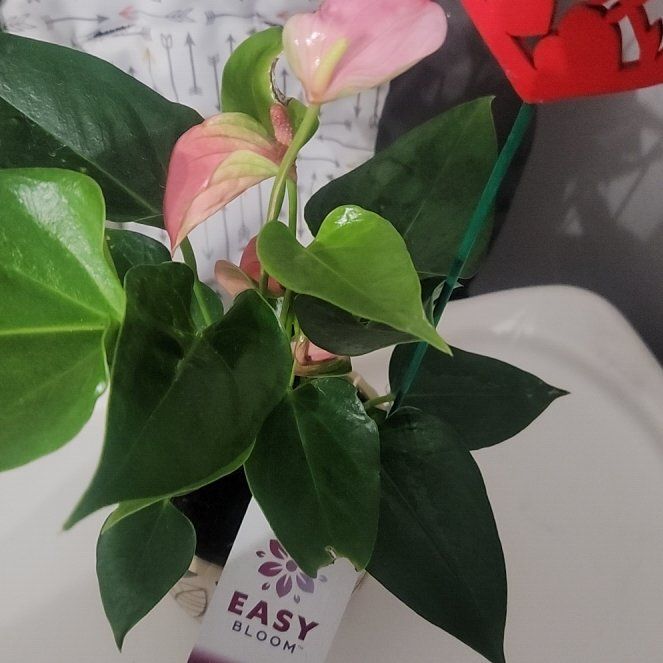 Photo of the plant species Assorted Anthurium by @DecisiveRedflax named Amor on Greg, the plant care app