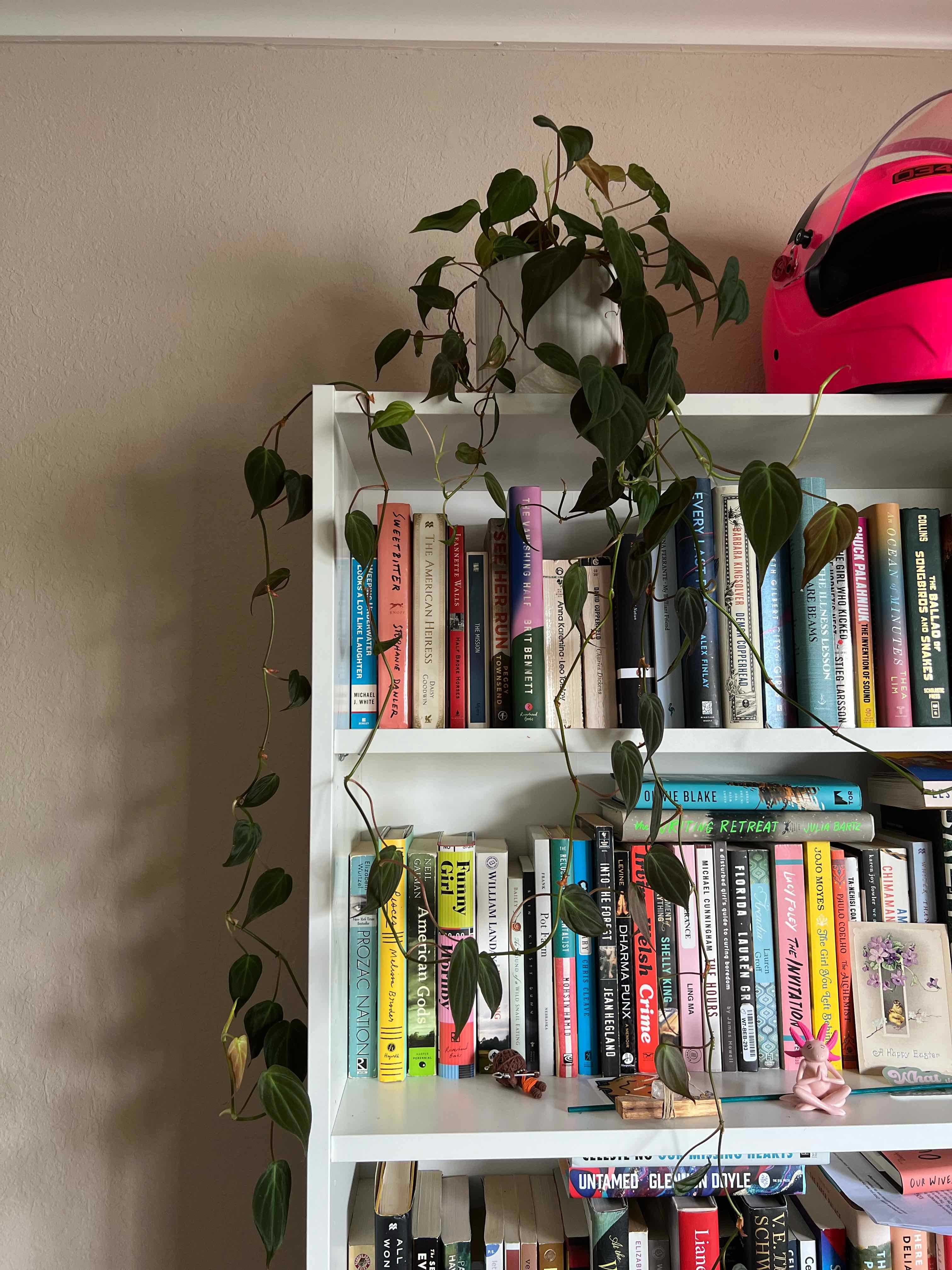 Philodendron Micans plant photo by @Pcalifornia named Ross on Greg, the plant care app.