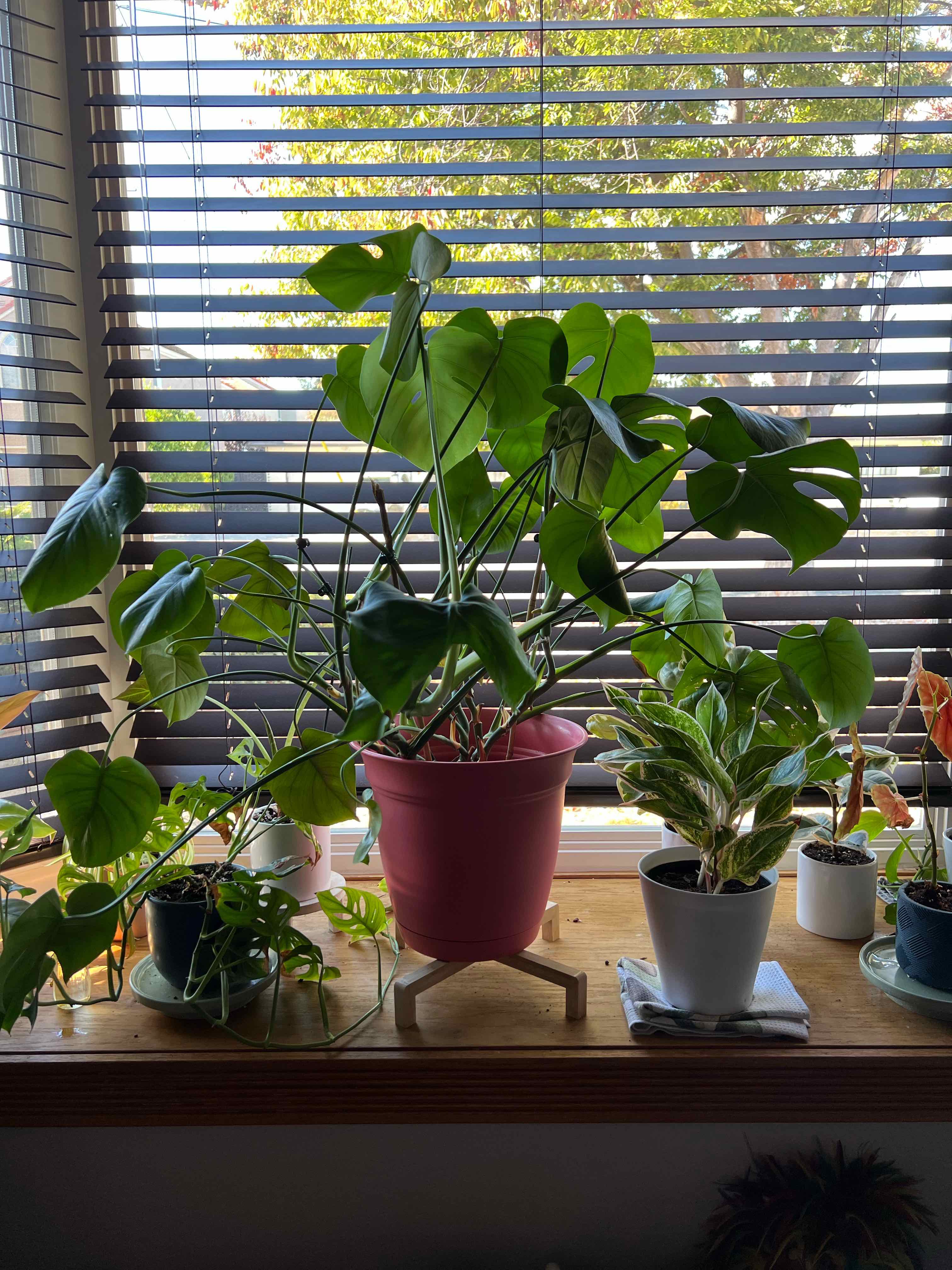 Monstera plant photo by @Pcalifornia named Chandler on Greg, the plant care app.