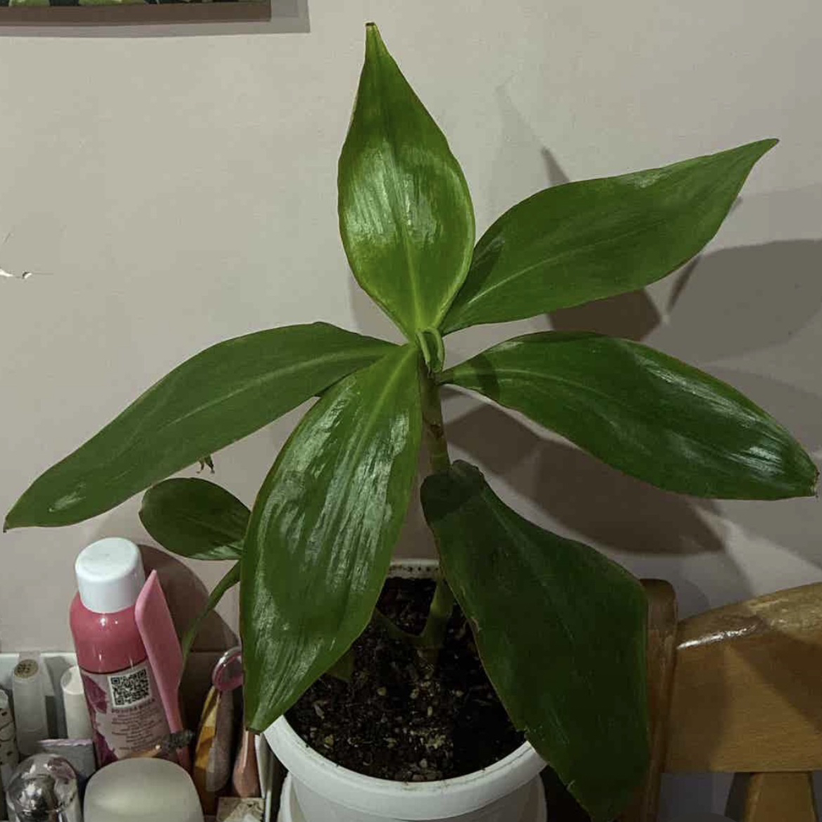 Photo of the plant species Mexican Flag by @PromptGreyalder named Duke on Greg, the plant care app
