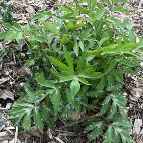 Photo of the plant species American Black Elderberry by @SuitableCanna75 named Forrest on Greg, the plant care app