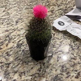 Photo of the plant species Mammillaria Polythele by @GlossyFern63 named Pinky Treeman on Greg, the plant care app