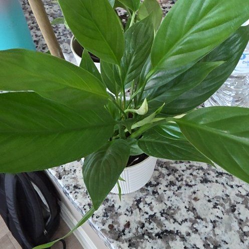 Photo of the plant species Peace Lily 'Ty's Pride' by @ProactivePlanty named Bella on Greg, the plant care app