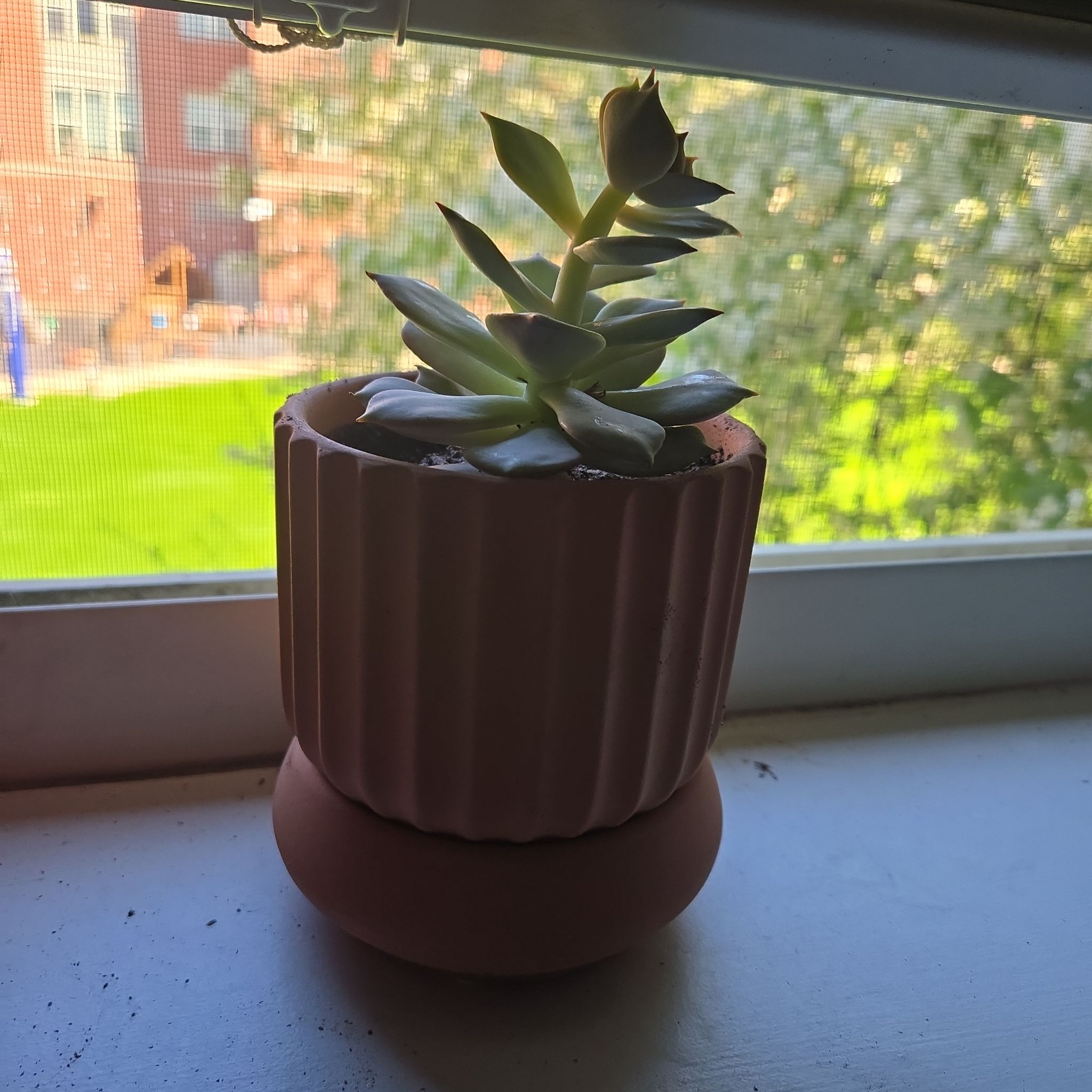 Photo of the plant species Echeveria 'Angel Kissed' by @PrimeMarimo56 named Sylva on Greg, the plant care app