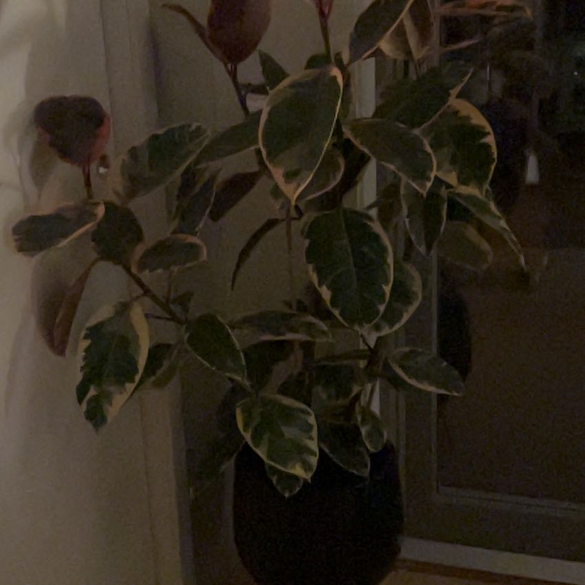 Photo of the plant species Coral by @LavishRedcap78 named Pinky on Greg, the plant care app