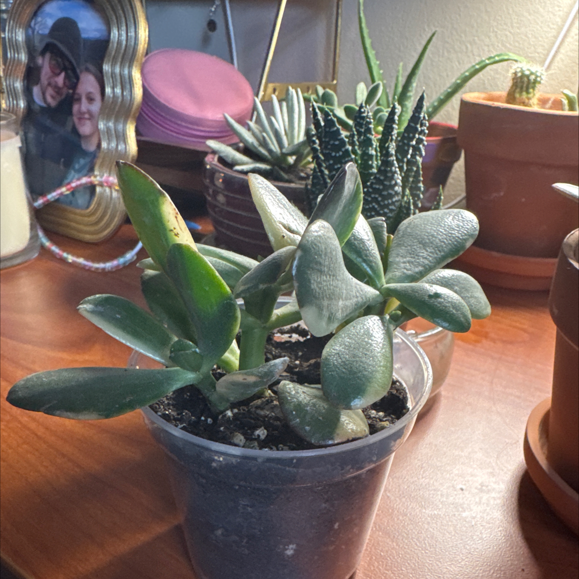 Photo of the plant species Crassula Obliqua by @StarLantana84 named Clooney on Greg, the plant care app