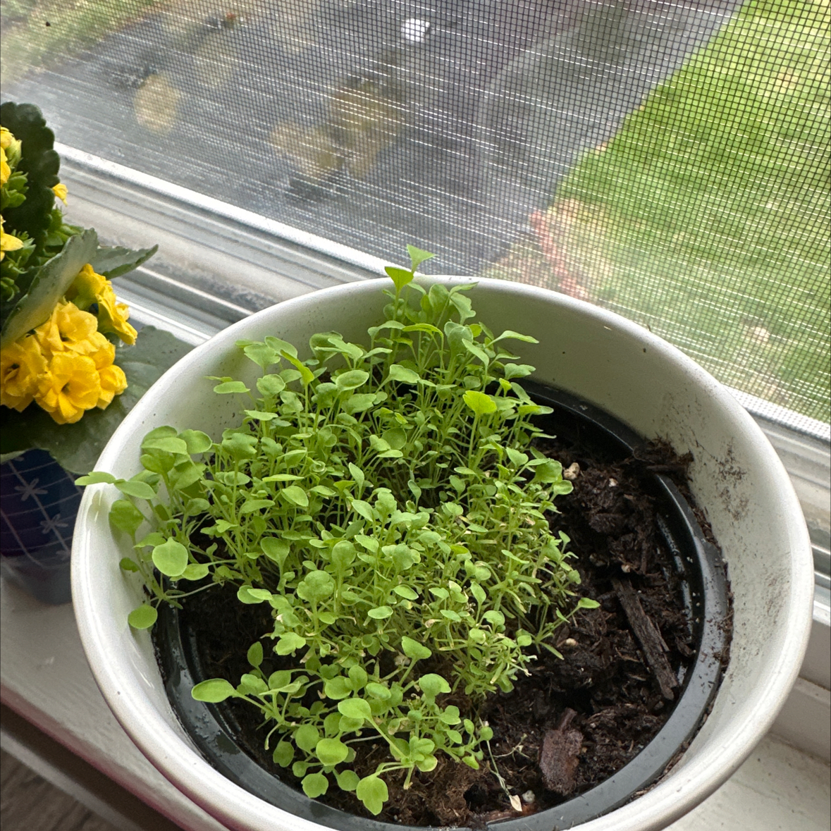 Photo of the plant species Common Poppy by @beccaro12 named Leogus on Greg, the plant care app