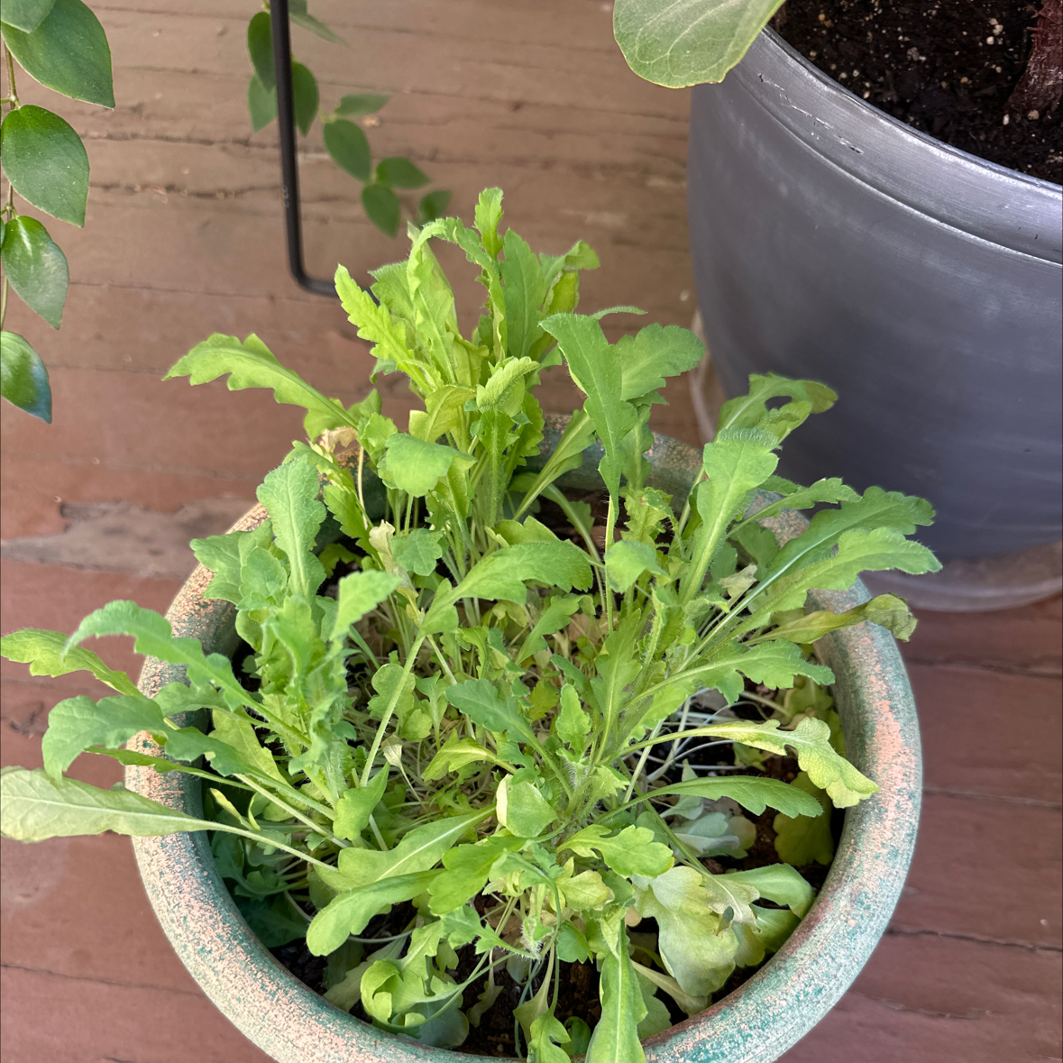 Photo of the plant species Common Poppy by @beccaro12 named Leogus on Greg, the plant care app