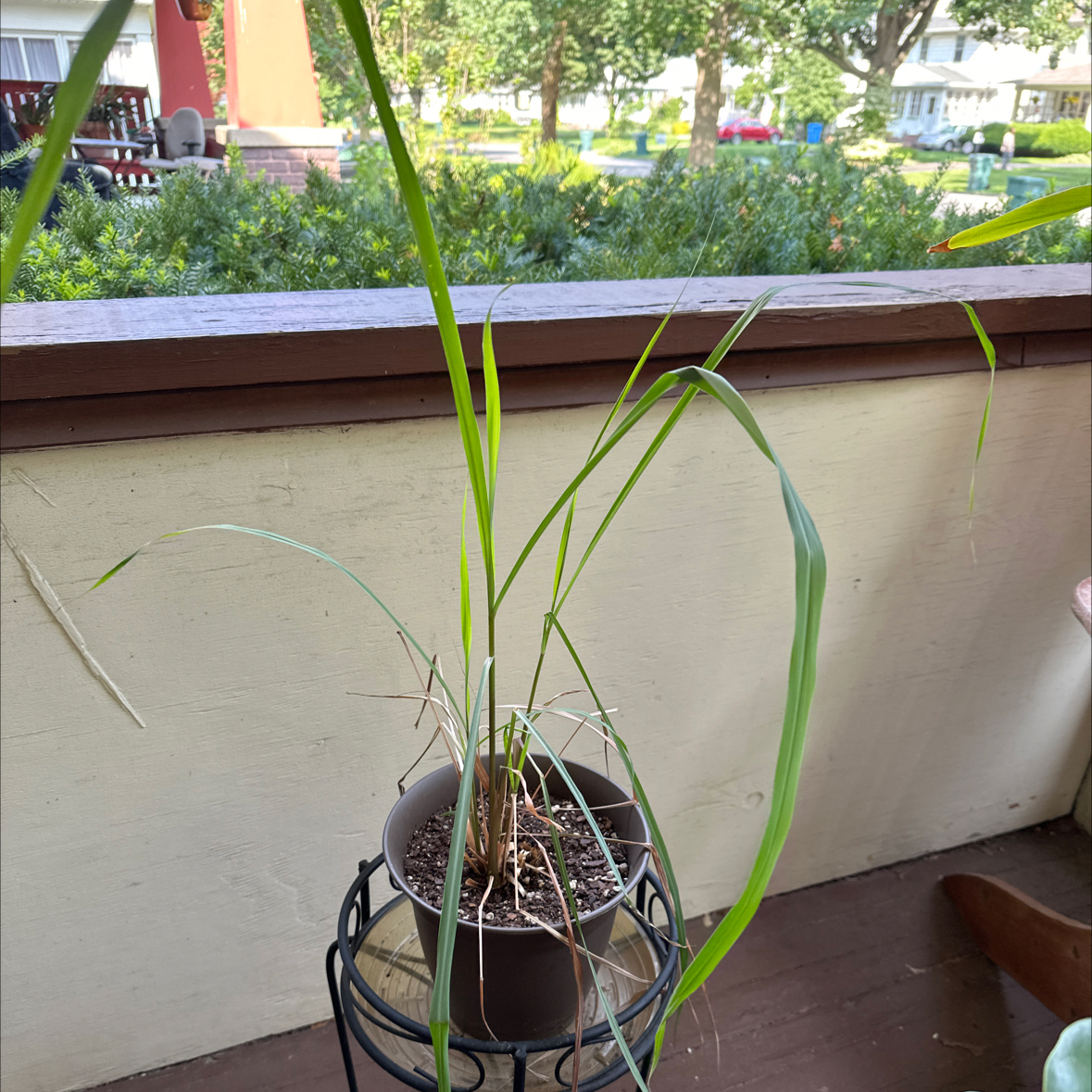 Potted Lemon Grass plant on a stand with long, slender leaves, some drooping.