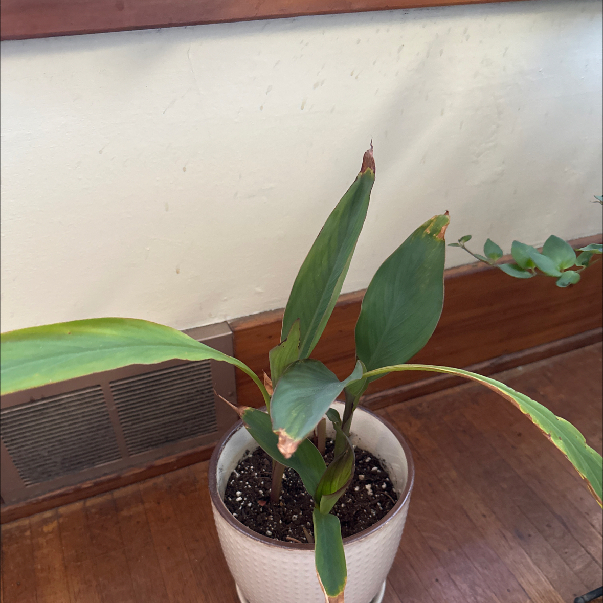 Photo of the plant species Canna Lily by @beccaro12 named Orangie on Greg, the plant care app