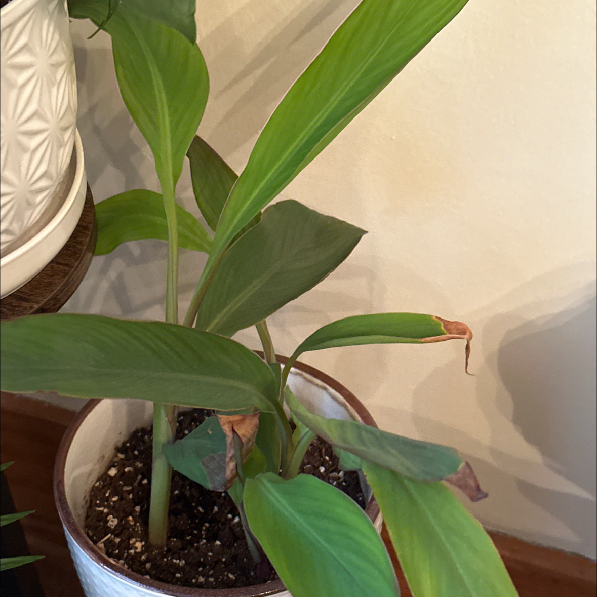 Photo of the plant species Canna Lily by @beccaro12 named Orangie on Greg, the plant care app
