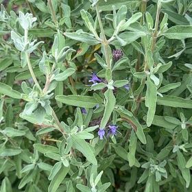 Photo of the plant species San Luis Purple Sage by @UberChiotilla53 named Walt on Greg, the plant care app