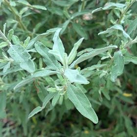 Photo of the plant species San Luis Purple Sage by @UberChiotilla53 named Fernie Saunders on Greg, the plant care app