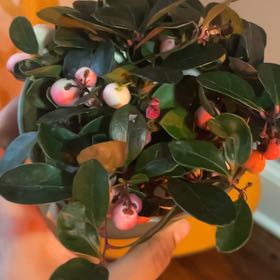 Photo of the plant species Eastern Teaberry by @UntiringLychee named Bieber on Greg, the plant care app