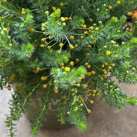 Photo of the plant species Honey Euryops by @RadAsterium48 named Curie on Greg, the plant care app