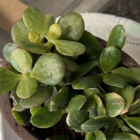 Photo of the plant species Mosaic Jade by @ProRoussea39 named Gobi on Greg, the plant care app