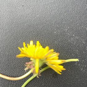 Photo of the plant species Cat's Ear by @DurableCornbind named Scarlett on Greg, the plant care app