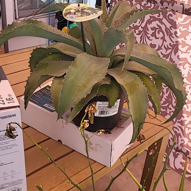 Photo of the plant species Mangave 'Falling Waters' by @RooRoo named James Dean on Greg, the plant care app