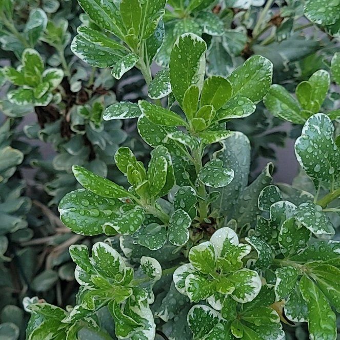 Photo of the plant species Dwarf Chapparal-Broom by @RadGreen69 named Gaga on Greg, the plant care app