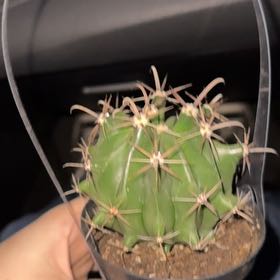 Photo of the plant species Ferocactus horridus by @MajordomoSucc13 named Horridyce on Greg, the plant care app