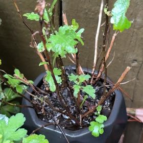 Photo of the plant species Oakleaf Hydrangea by @TryZucchini18 named Luna on Greg, the plant care app