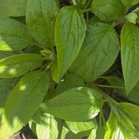 Photo of the plant species Common Hound's-Tongue by @NiceSalal92 named Muhammad Ali on Greg, the plant care app