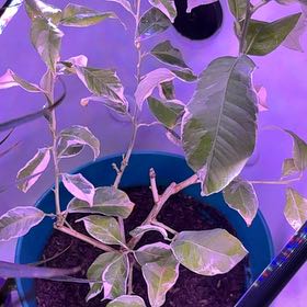 Photo of the plant species Pink Lemonade Lemon by @FineGerbera36 named Eureka on Greg, the plant care app