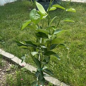 Photo of the plant species Dancy Tangerine by @FineGerbera36 named Dan Tanger on Greg, the plant care app