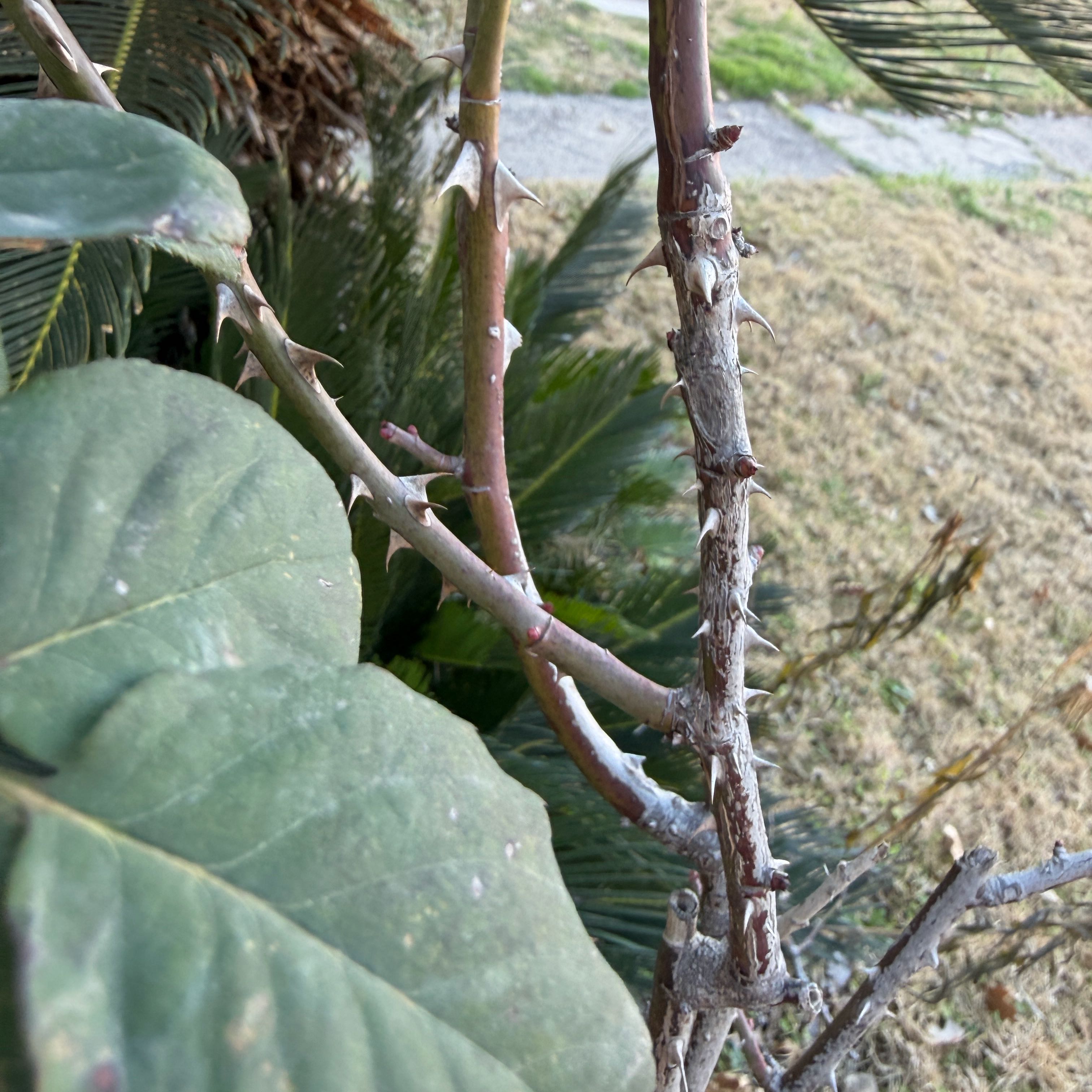 Photo of the plant species Knock out, Rose by @HotFanpalm0 named Mochi on Greg, the plant care app