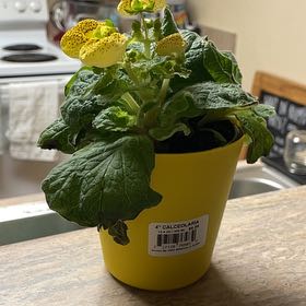 Photo of the plant species Calceolaria alba by @LushTokyosun11 named speck on Greg, the plant care app