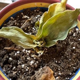 Photo of the plant species Black Star Snake Plant by @LushTokyosun11 named dopey on Greg, the plant care app