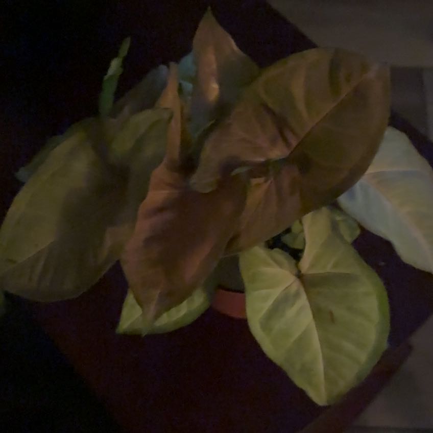 Photo of the plant species Pink Allusion Arrowhead Plant by @JenMorgan8194 named Queen on Greg, the plant care app
