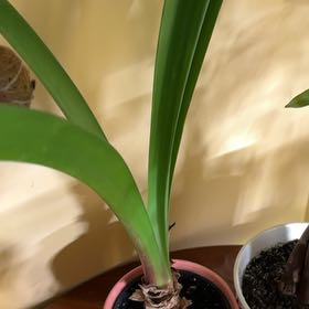 Photo of the plant species Hippeastrum 'Red Lion' by @JenMorgan8194 named Lola on Greg, the plant care app