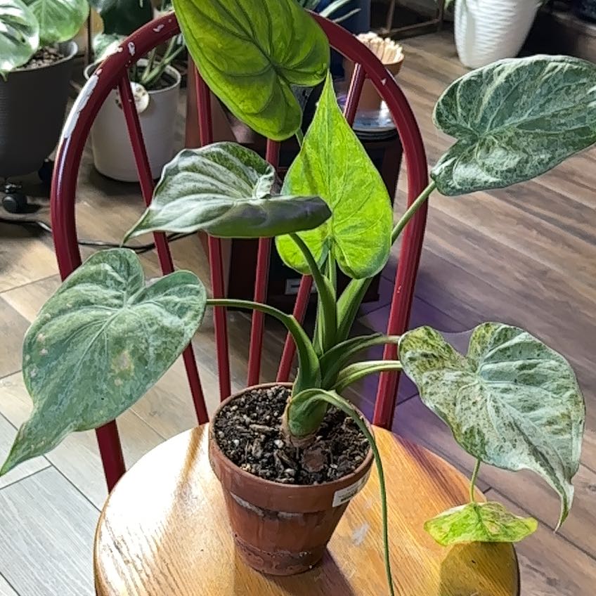 Photo of the plant species Alcoasia Cucullata 'variegated' by @JenMorgan8194 named Coco on Greg, the plant care app