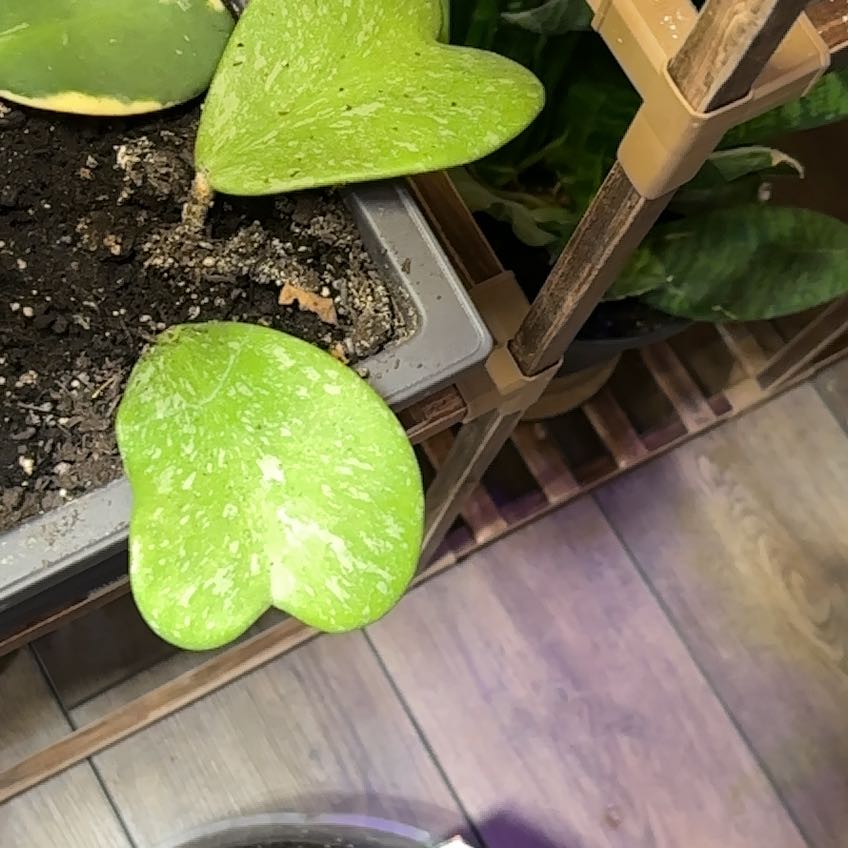 Photo of the plant species Splash Sweetheart Hoya by @JenMorgan8194 named Mochi on Greg, the plant care app