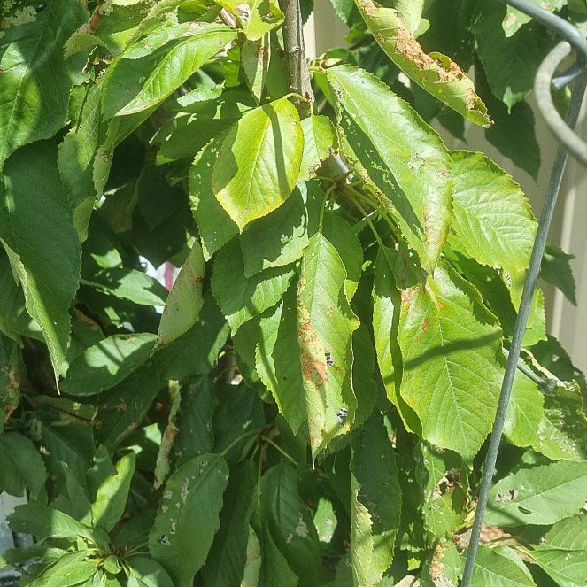 Photo of the plant species Sweet Cherry by @GroovyPukatea77 named Coco on Greg, the plant care app