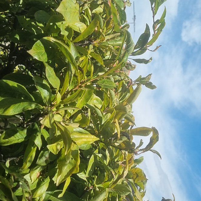 Photo of the plant species Common Plum by @GroovyPukatea77 named Bella on Greg, the plant care app