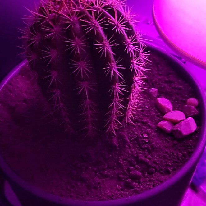 Photo of the plant species Sun Goddess Barrel Cactus by @AdmirableGollum named Lola on Greg, the plant care app