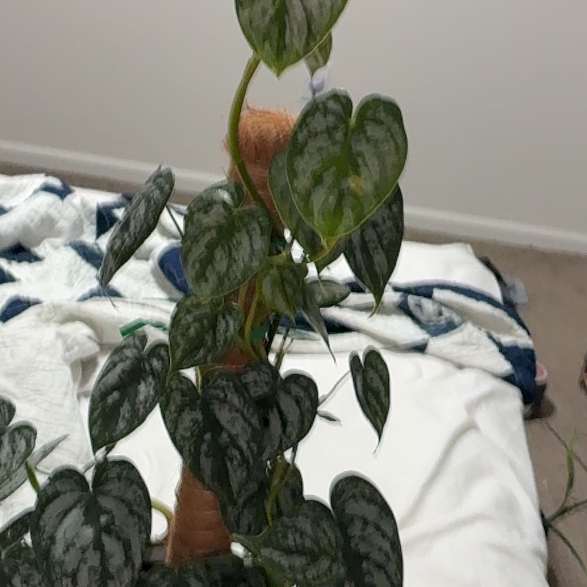 Photo of the plant species Philodendron Brantianum by @FreeOrchids38 named Fernie Mercury on Greg, the plant care app