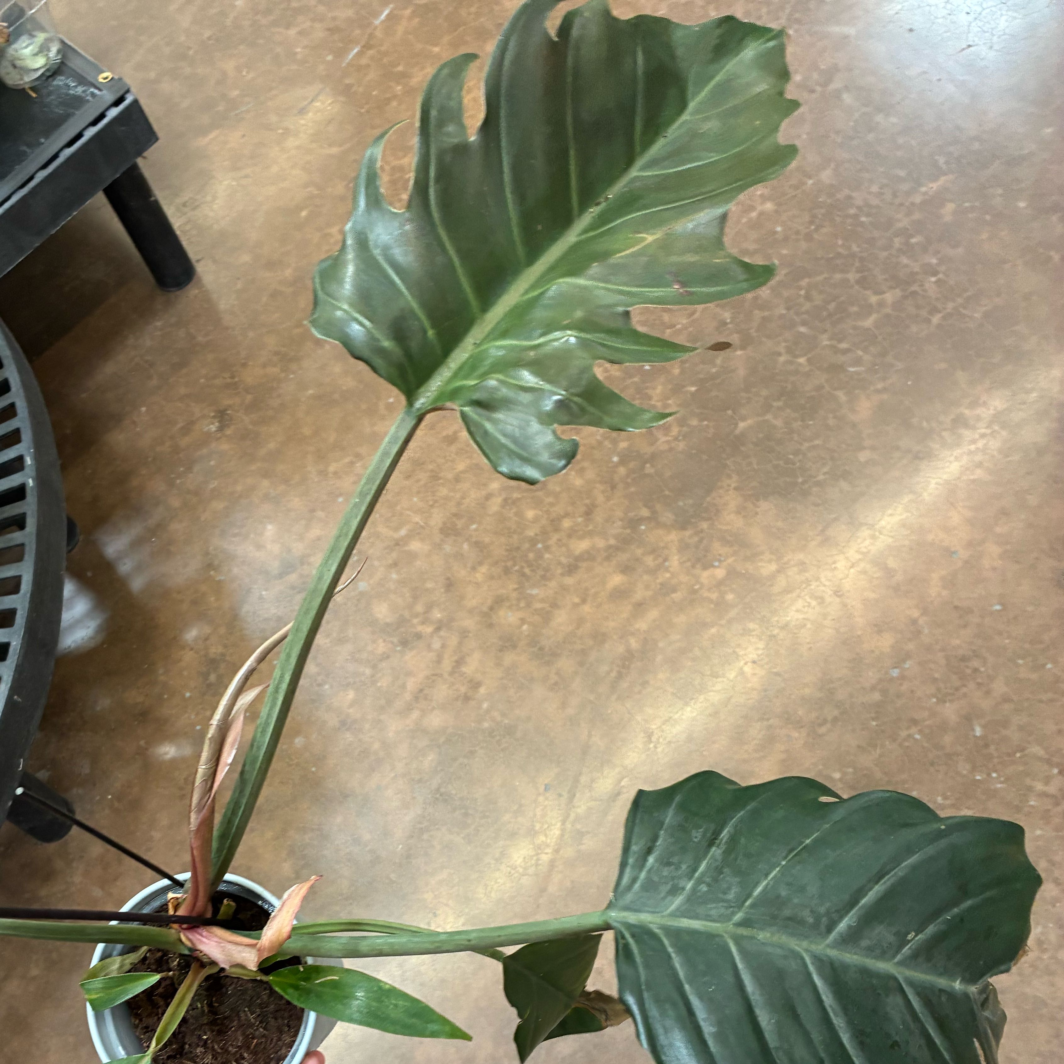 Photo of the plant species philodendron chocolate empress by @FreeOrchids38 named Fernie Mac on Greg, the plant care app