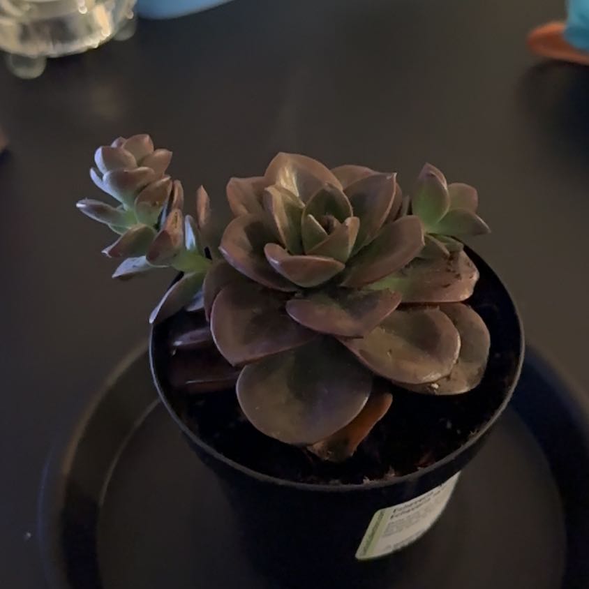 Photo of the plant species Lavender Rose Echeveria by @HandyBladderpod named Terra on Greg, the plant care app