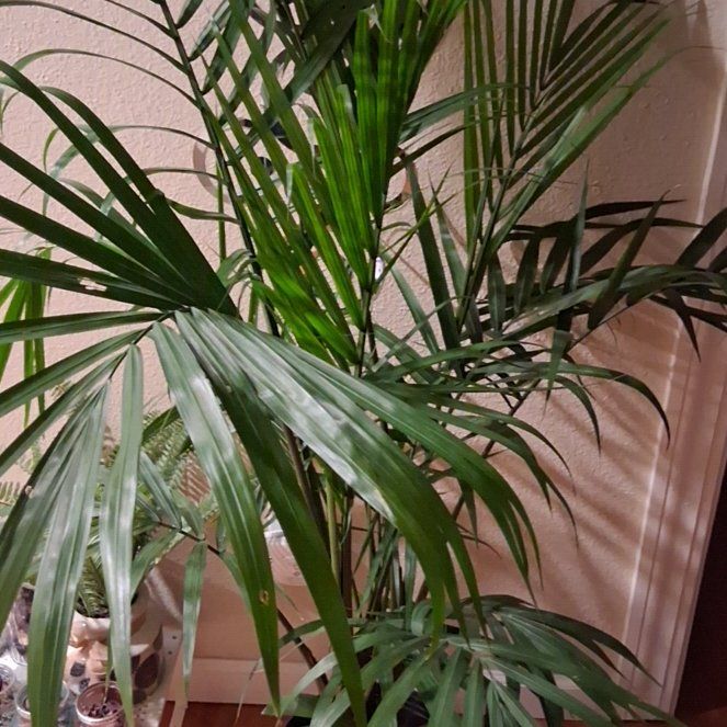 Photo of the plant species Majesty Palm by @BestKawaka44 named Peter Parker on Greg, the plant care app