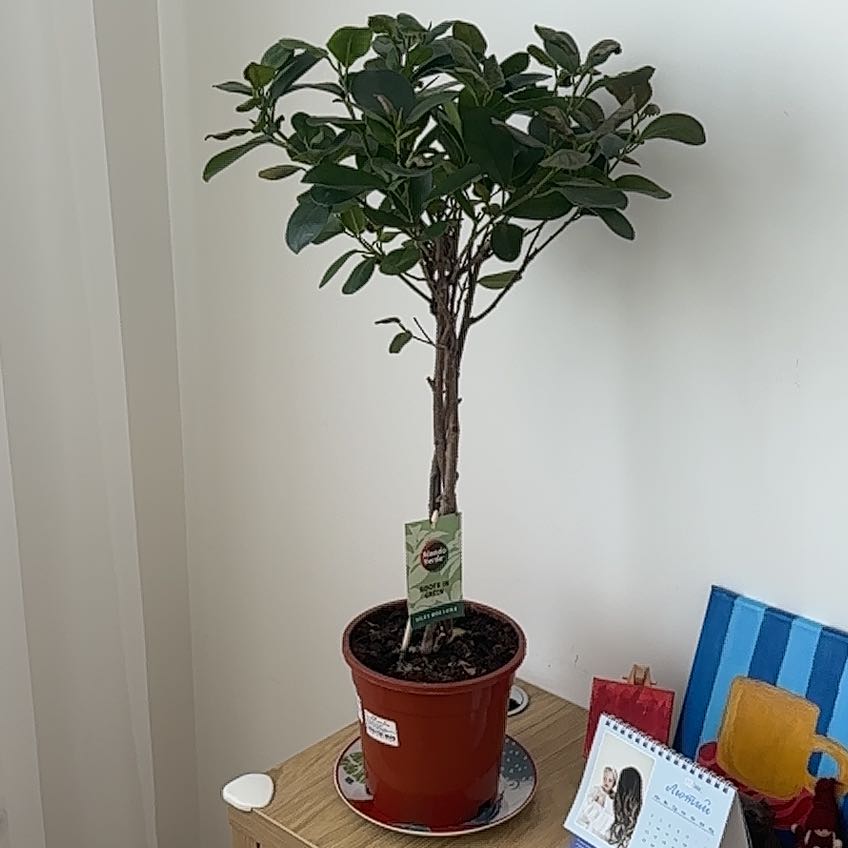 Photo of the plant species Ficus Moclame by @YoungCebenese86 named Apollo on Greg, the plant care app