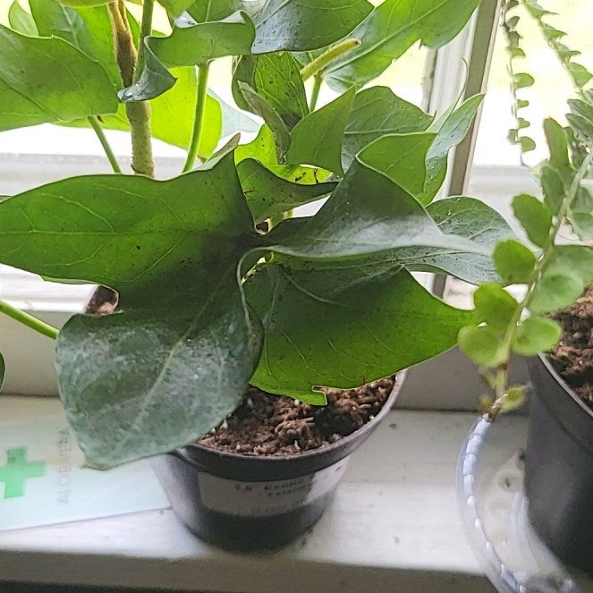 Photo of the plant species Fatshedera hybrid by @SaviorWildtea named Star on Greg, the plant care app