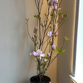 Photo of the plant species Pinepink by @SoundlyRedsky27 named Coco on Greg, the plant care app