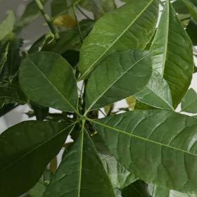 Photo of the plant species Hop Tree by @GenialPeony37 named Leonardo on Greg, the plant care app