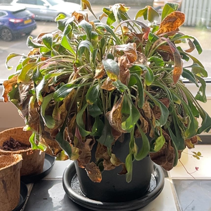 Photo of the plant species Forget-Me-Not by @ManlyZinnia6 named Robert Plant on Greg, the plant care app