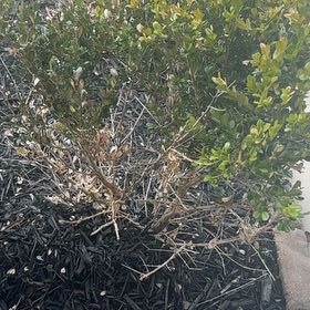 Photo of the plant species Dwarf Chapparal-Broom by @FortifiedBlinks named Sanders on Greg, the plant care app