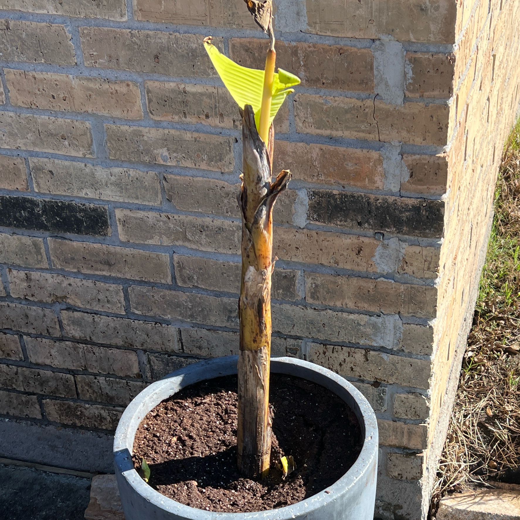 Photo of the plant species Blue Java Banana Tree by @AngelWildyam64 named Dairy Bleu on Greg, the plant care app